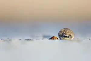 Passes: Ringed Plover - Ground-level perspective of bird
