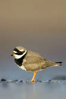 Charadrias: Ringed Plover - Ground level view of adult bird