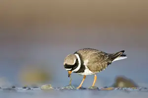 Charadrias: Ringed Plover - Ground level view of adult bird