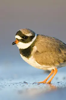 Charadrias: Ringed Plover - Ground level view of adult bird