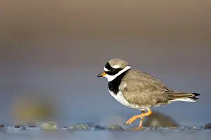 Charadrias: Ringed Plover - Ground level view of adult bird