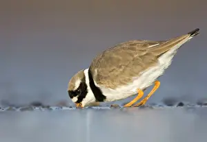 Charadrias: Ringed Plover - Ground level view of adult bird feeding