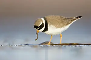 Charadrias: Ringed Plover - Ground level view of adult feeding on a worm
