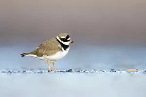 Charadrias: Ringed Plover - Ground level view of adult in winter