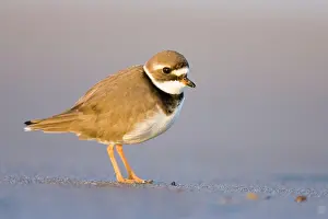 Charadrias: Ringed Plover - Ground level view of immature bird