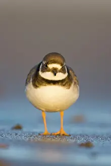 Charadrias: Ringed Plover - Ground level view of immature bird