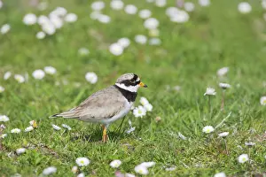 Machair: Ringed Plover - On machair