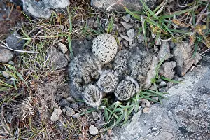 Hiaticula: Ringed Plover - nest with 3 newly hatched chicks and one egg