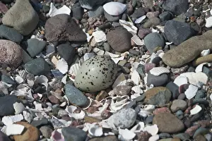 Kindom: Ringed Plover nest and egg