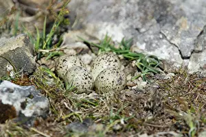 Hiaticula: Ringed Plover - nest with four eggs