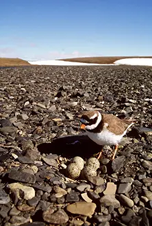 Plovers: RINGED PLOVER - at nest on river pebble beach, with eggs