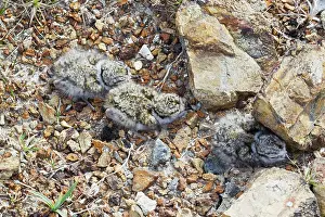 Hiaticula: Ringed Plover - three newborn chicks