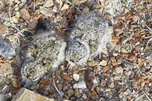 Hiaticula: Ringed Plover - two newborn chicks