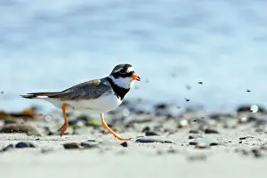 Hiaticula: Ringed Plover - Running along shore