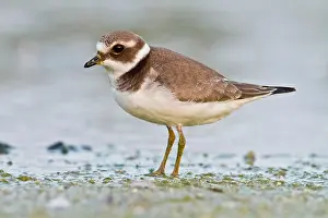 Plovers: Ringed Plover on shore