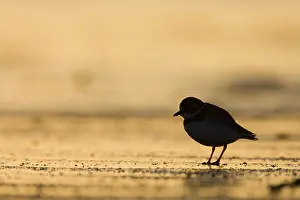Charadrias: Ringed Plover - Silhouette of bird in winter on sandy beach