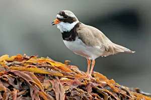David Kilbey: Ringed Plover - Single adult calling from seaweed