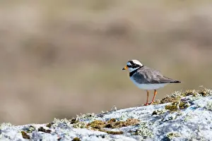 David Kilbey: Ringed Plover - Single adult perching on rock