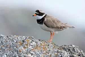 Plovers: Ringed Plover, - Single adult perching on rock