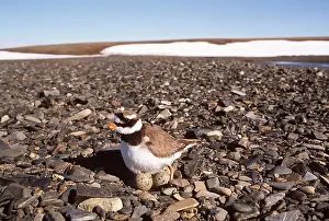 Plovers: RINGED PLOVER - sitting on nest