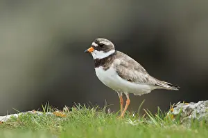 Plovers: Ringed Plover - standing amongst grass on cliffs edge