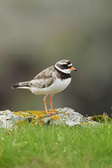 Plovers: Ringed plover - standing on Lichen covered rocks