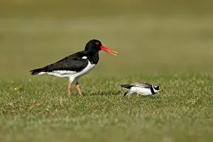 Hiaticula: Ringed Plover - trying to lure Oystercatcher (Haemotopus