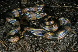 Serpent: Ringed Python