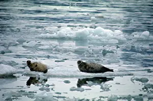 Pusa: RINGED SEAL
