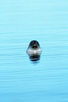 Hispida: Ringed Seal - head out of water
