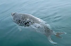 Hispida: Ringed Seal - in water