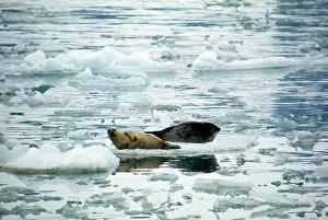 Pusa: Ringed SEAL x two on ice floe