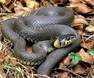 Natrix: Ringed Snake