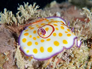 Slug: Ringed star snail Star snail (Chromodoris annulata)