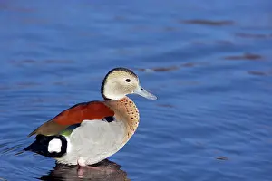 Callonetta: Ringed Teal