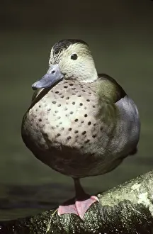 Webbed: Ringed Teal