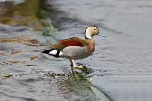 Escape: Ringed Teal