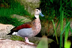 Callonetta: Ringed Teal - captive