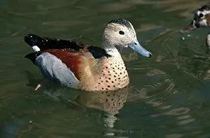 Teals: Ringed Teal Drake