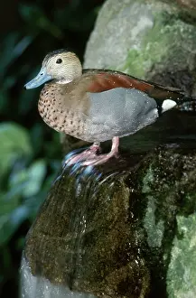 Teals: Ringed Teal Drake