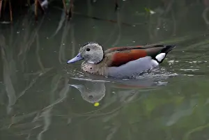 Teals: Ringed Teal - drake swimming on lake