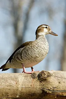 Callonetta: Ringed Teal female