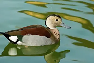 Callonetta: Ringed Teal male