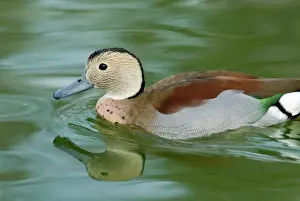 Callonetta: Ringed Teal male