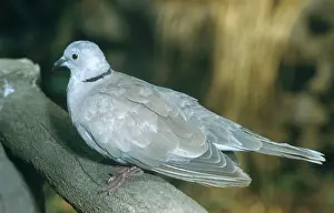 Streptopelia: Ringed Turtle Dove