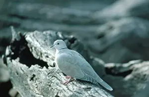 Streptopelia: Ringed Turtle Dove