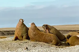 Alice: Ringertz Oya Island, Norway, Male walrus