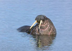 Alice: Ringertz Oya Island, Svalbard, Norway, Male