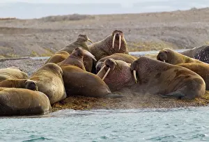 Alice: Ringertz-Oya Island, Svalbard, Norway, Male