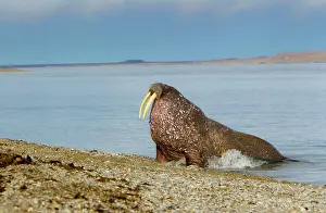 Alice: Ringertz Oya Island, Svalbard, Norway, Male